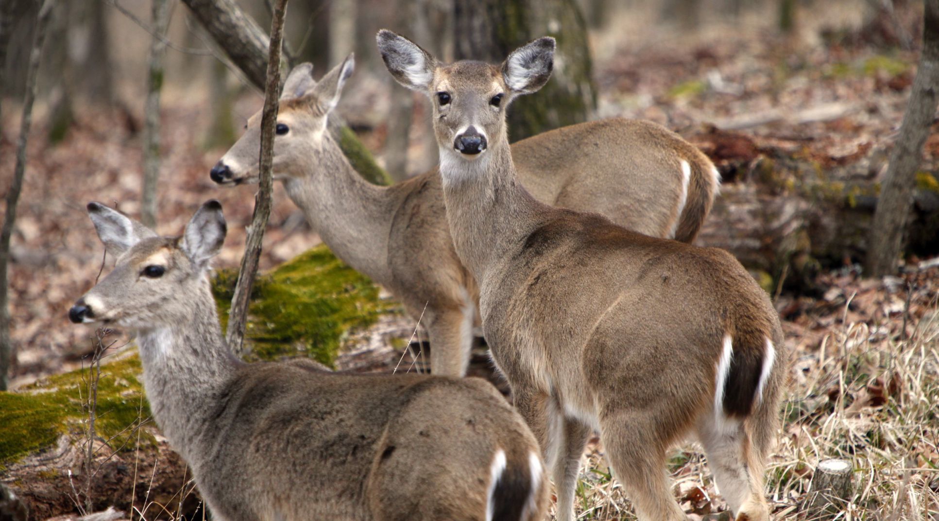 No. 2: Taking only bucks